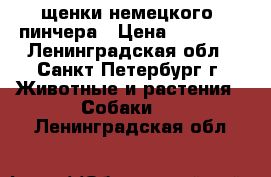 щенки немецкого  пинчера › Цена ­ 19 500 - Ленинградская обл., Санкт-Петербург г. Животные и растения » Собаки   . Ленинградская обл.